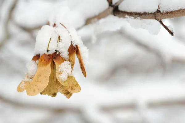 Javorové Klíče Pokryté Bílým Sněhem — Stock fotografie