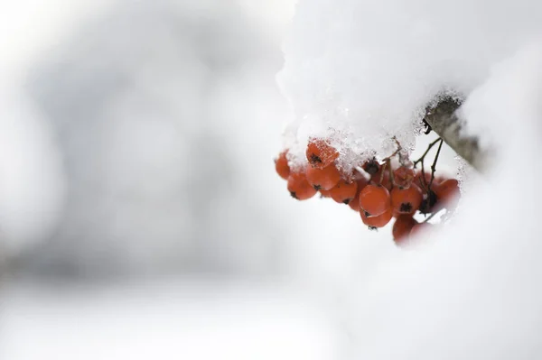 红色的覆满白雪的树莓 — 图库照片