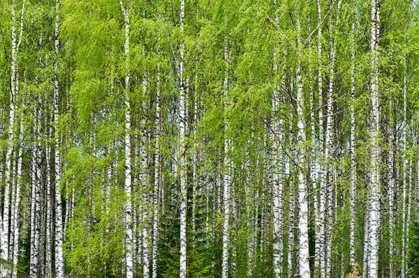 Floresta Bétula Betula Pendula Primavera — Fotografia de Stock