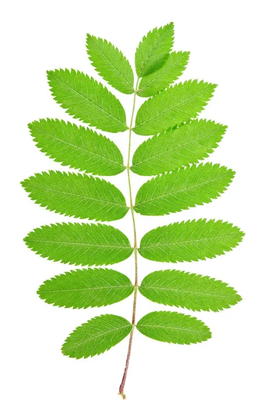 Rowan Sorbus Aucuparia Blad Geïsoleerd Witte Achtergrond — Stockfoto