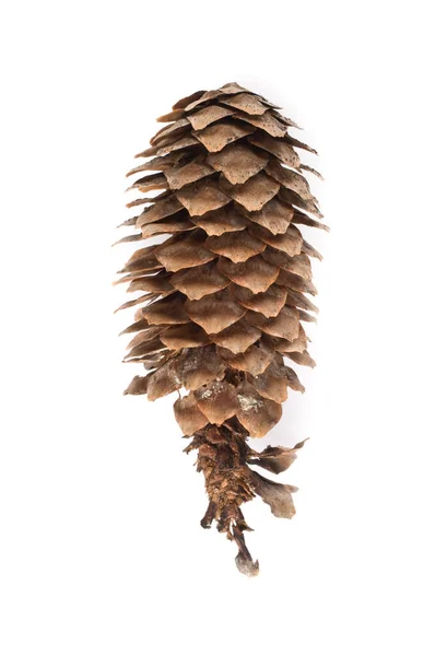 Spruce Picea Abies Cone Isolated White Background — Stock Photo, Image