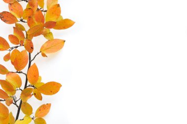 Beyaz arkaplanda sonbahar yaprakları olan bir dal