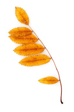 Sonbahar renklerinde Rowan yaprağı beyaz arkaplanda izole edilmiş