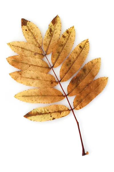 Rowan Blad Herfst Kleuren Geïsoleerd Witte Achtergrond — Stockfoto