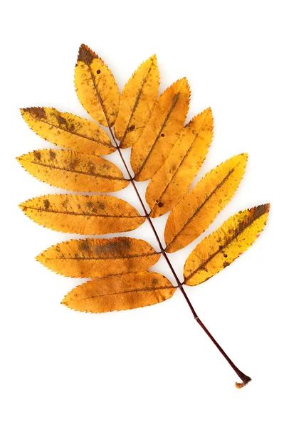 白地に孤立した紅葉のローワンの葉 — ストック写真