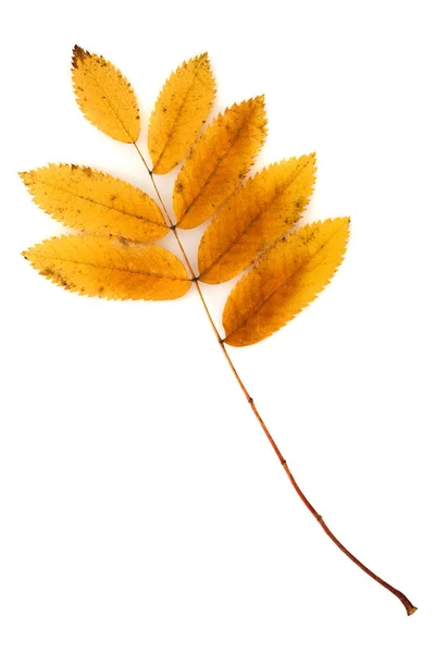 白地に孤立した紅葉のローワンの葉 — ストック写真