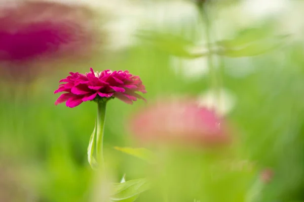 Zinnia Flowers Bloom Garden — Stock Photo, Image