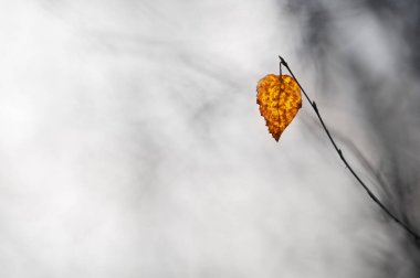 Daldan sarkan ölü bir yaprak. Seçici odak ve alanın sığ derinliği.