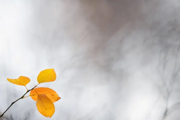 Zweig Mit Blättern Herbstfarben Gegen Defokussierten Hintergrund Selektiver Fokus Und — Stockfoto