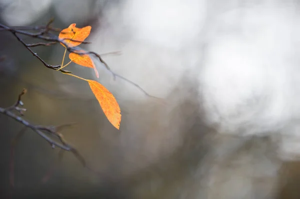 Blätter Herbstfarben Selektiver Fokus Und Geringe Schärfentiefe — Stockfoto