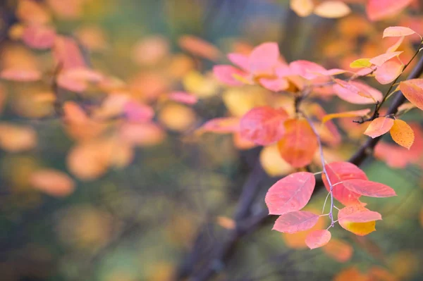 Äste Herbstfarben Selektiver Fokus Und Geringe Schärfentiefe — Stockfoto