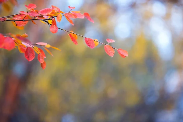 Branch Colorful Leaves Defocused Background Selective Focus Shallow Depth Field — Zdjęcie stockowe