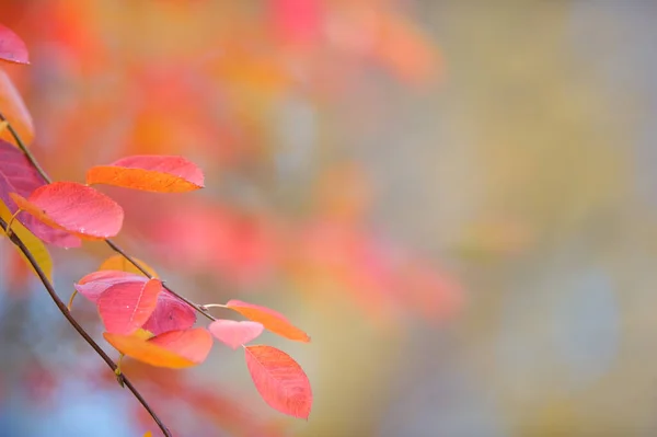 Tree Branch Leaves Autumn Colors Selective Focus Shallow Depth Field — Zdjęcie stockowe