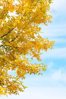 Kül ağacı (Fraxinus exelsior) mavi gökyüzüne karşı sonbahar renklerinde ayrılır.