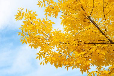Kül ağacı (Fraxinus exelsior) mavi gökyüzüne karşı sonbahar renklerinde ayrılır.