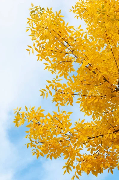 Ash Tree Fraxinus Exelsior Leaves Autumn Colors Blue Sky — Stock Photo, Image
