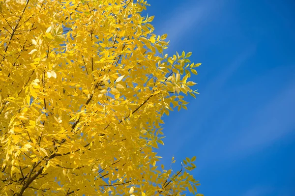 Árvore Cinza Fraxinus Exelsior Folhas Cores Outono Contra Céu Azul — Fotografia de Stock