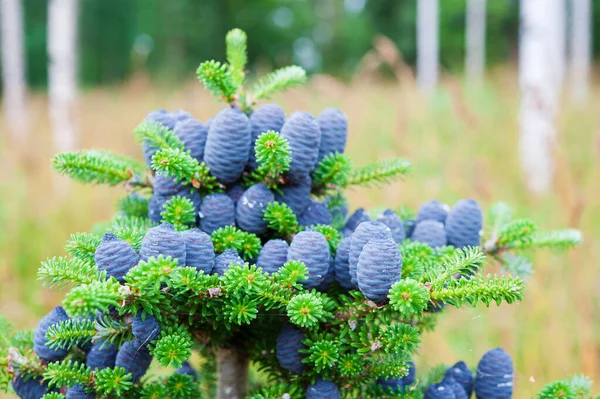 Корейська Ялинка Abies Koreana Блакитні Шишки — стокове фото