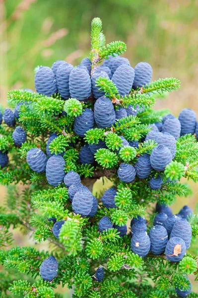 Корейская Ель Abies Koreana — стоковое фото