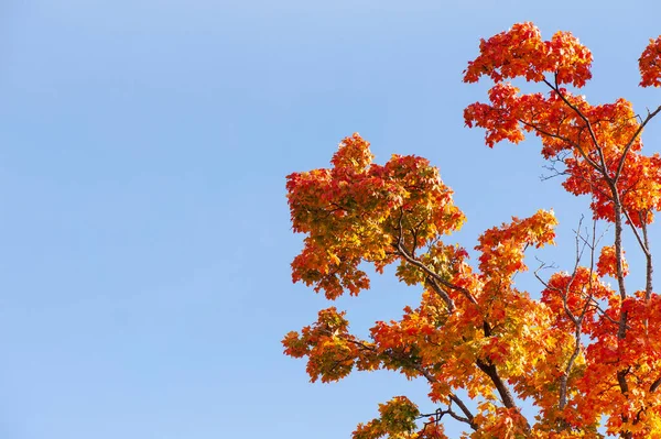 Кленове Дерево Acer Platanoides Осінніх Кольорах Синій Фон Неба — стокове фото