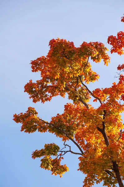 Кленове Дерево Acer Platanoides Осінніх Кольорах Синій Фон Неба — стокове фото