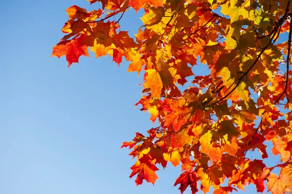 Árbol Arce Acer Platanoides Colores Otoñales Fondo Cielo Azul — Foto de Stock