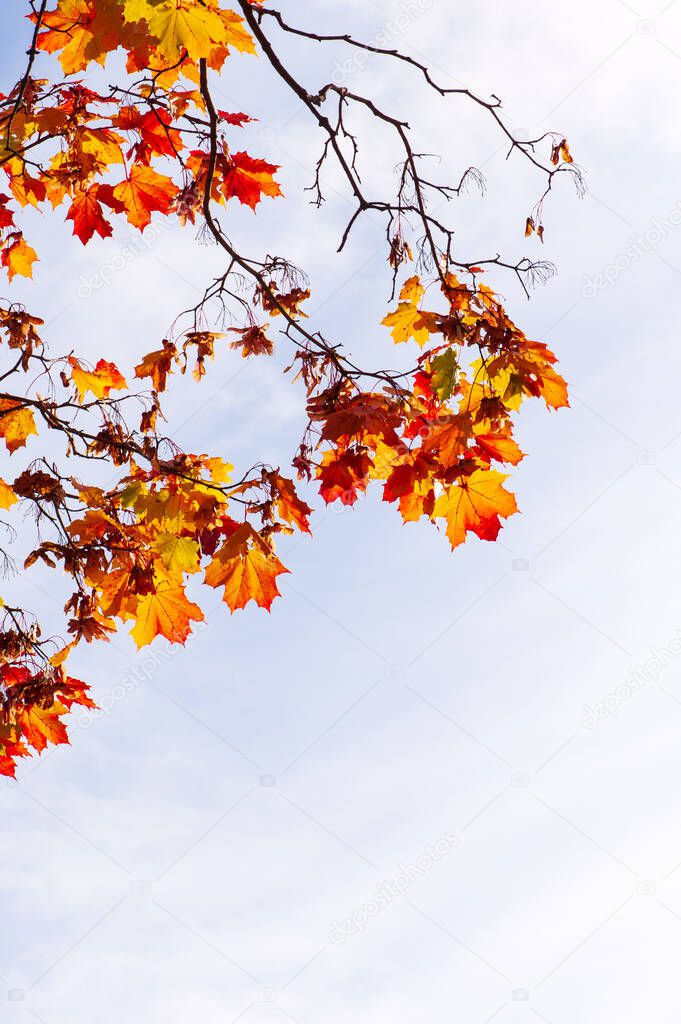 Maple tree (Acer platanoides) in autumn colors, sky background.