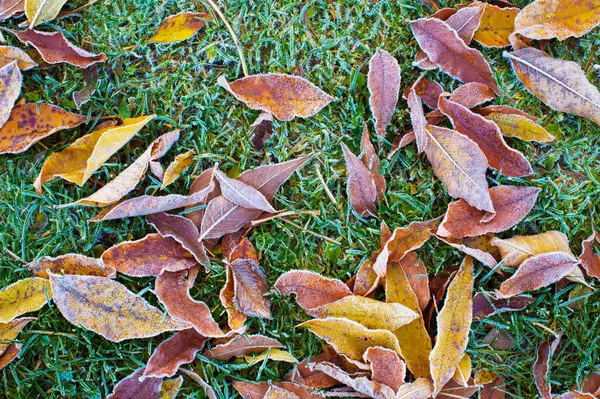 Folhas Outono Congeladas Chão — Fotografia de Stock