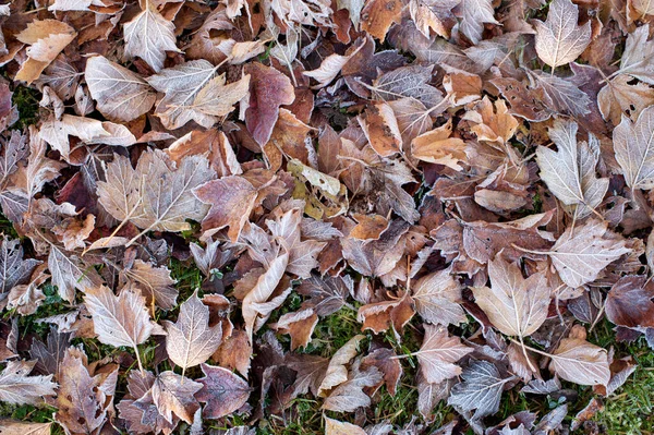 Feuilles Automne Congelées Sur Sol — Photo