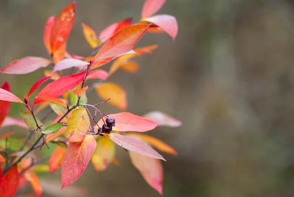 Chokeberry Vermelho Aronia Arbutifolia Outono Com Frutas Maduras Folhas Coloridas — Fotografia de Stock