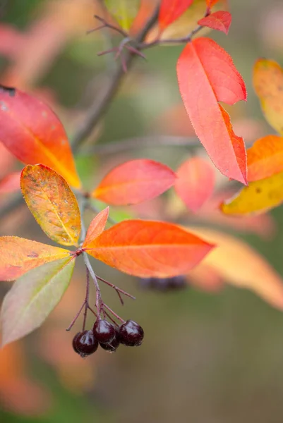 Chokeberry Vermelho Aronia Arbutifolia Outono Com Frutas Maduras Folhas Coloridas — Fotografia de Stock
