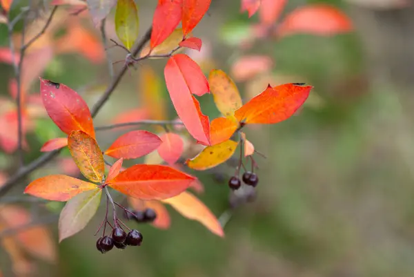 Chokeberry Vermelho Aronia Arbutifolia Outono Com Frutas Maduras Folhas Coloridas — Fotografia de Stock