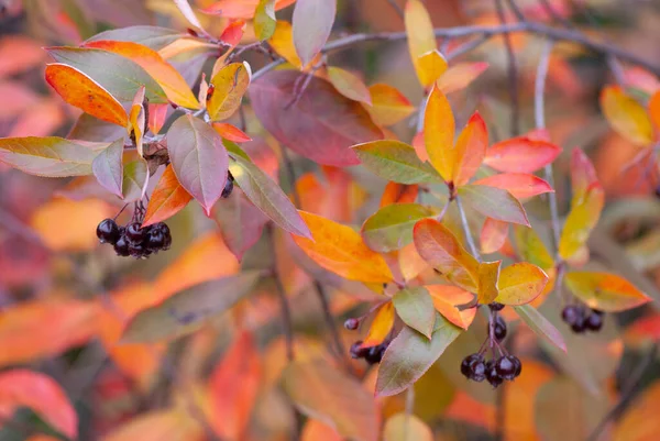 Chokeberry Vermelho Aronia Arbutifolia Outono Com Frutas Maduras Folhas Coloridas — Fotografia de Stock