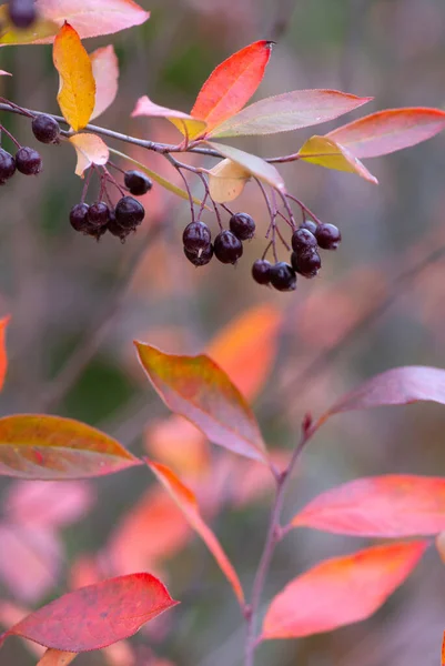 Chokeberry Vermelho Aronia Arbutifolia Outono Com Frutas Maduras Folhas Coloridas — Fotografia de Stock