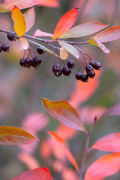 Chokeberry Vermelho Aronia Arbutifolia Outono Com Frutas Maduras Folhas Coloridas — Fotografia de Stock