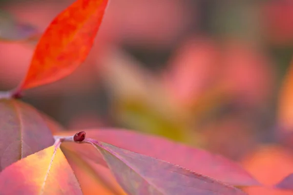 Chokeberry Vermelho Aronia Arbutifolia Folhas Outono Coloridas — Fotografia de Stock