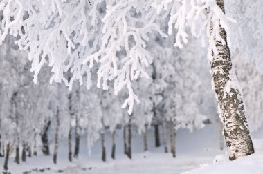 Buz ve karla kaplı huş ağacı.