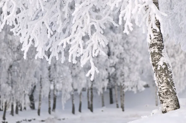 Árbol Abedul Cubierto Hielo Nieve —  Fotos de Stock