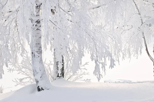 Bouleaux Couverts Neige Gel Bord Rivière — Photo