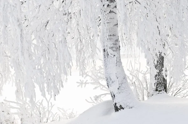 Neve Geada Coberto Bétula Margem Rio — Fotografia de Stock