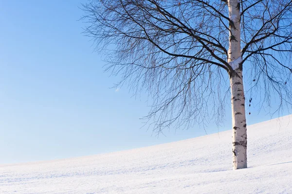 Bétula Neve Contra Céu Azul — Fotografia de Stock