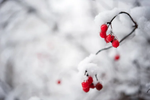 Neve Coberto Bagas Vermelhas — Fotografia de Stock