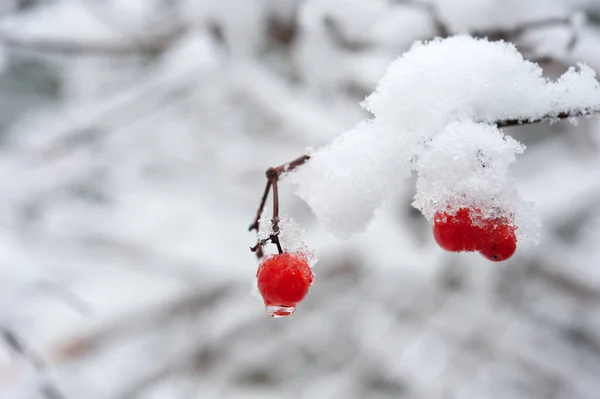 覆盖着雪的红色浆果 — 图库照片