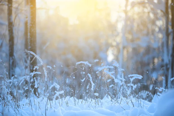 Arbustos Cobertos Neve Contra Fundo Floresta Inverno Desfocado Foco Seletivo — Fotografia de Stock