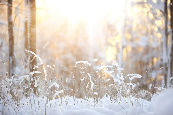 Arbustos Cubiertos Nieve Contra Fondo Desenfocado Del Bosque Invierno Enfoque —  Fotos de Stock