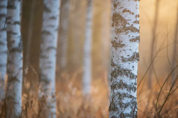Nyírfák Őszi Erdőben Koncentrálj Fatörzsre Sekély Dof — Stock Fotó