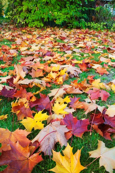 Herbstblick Umgestürzte Ahornblätter Auf Dem Boden — Stockfoto