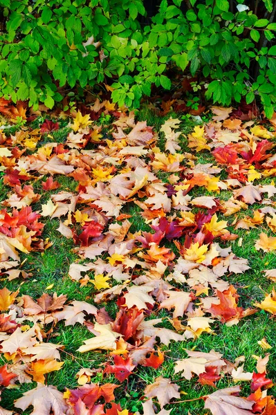 Herbstblick Umgestürzte Ahornblätter Auf Dem Boden — Stockfoto
