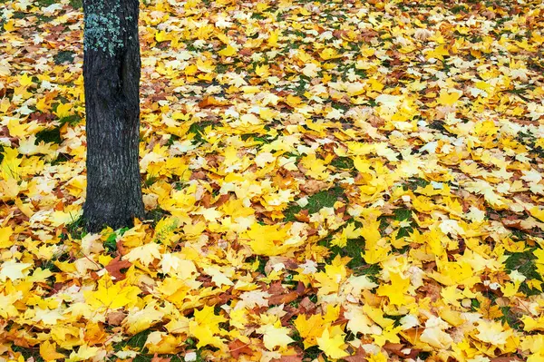 Herbstblick Umgestürzte Ahornblätter Auf Dem Boden — Stockfoto