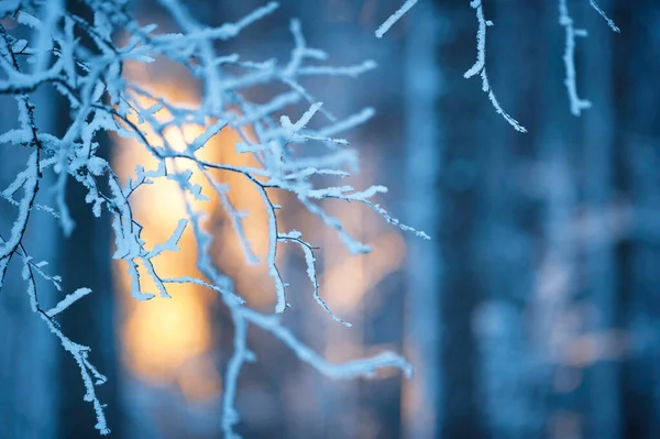 Forêt Hiver Lumière Soleil Regardant Travers Les Arbres — Photo